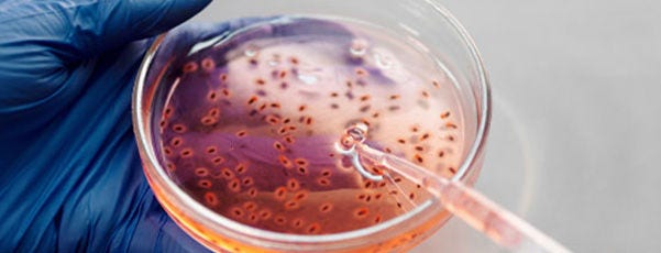 Zelllinien und Zellkulturen