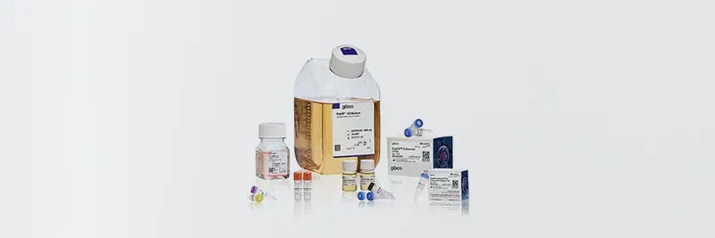 Proteinexpression