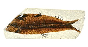 Mesozoic Ammonite Fossil Replica