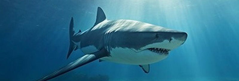 Great White Sharks Split Into Three Distinct Populations 200,000 Years Ago