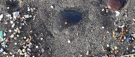 Microplastics: Investigating Risk and Understanding Evidence