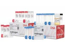 DNA Cloning and Mapping and Mutagenesis