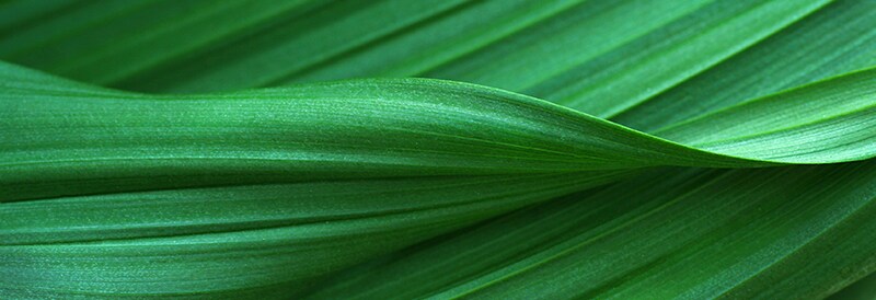 Greener Choice Program