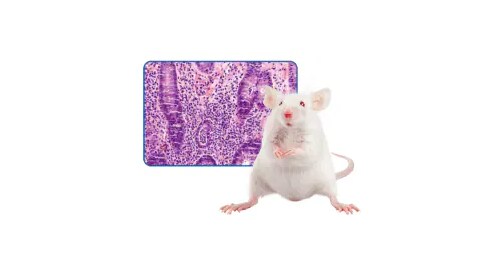 Reagents for Colon Cancer and Colitis Models