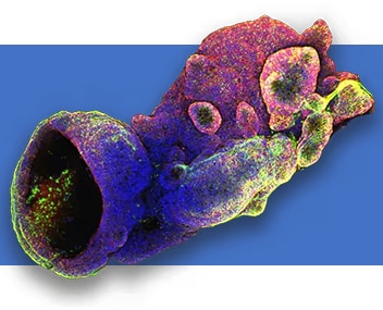 Cell Culture Reagents and Assays