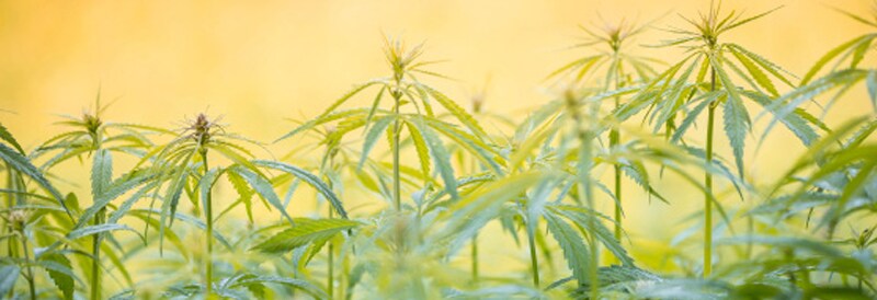 Canadian Cannabis Pesticide Mixes and Kits Brochure