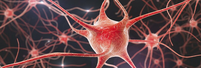 Gehirn-Organoide läuten eine neue Forschungsära ein