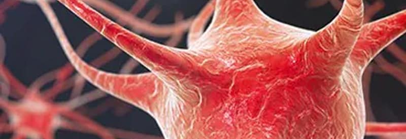 Brain Organoids Usher in New Research Era 