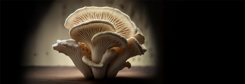 Pilzzukunft: Erkundung des Potenzials von Mushroom Computing