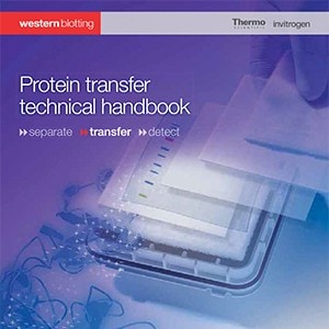 protein-transfer