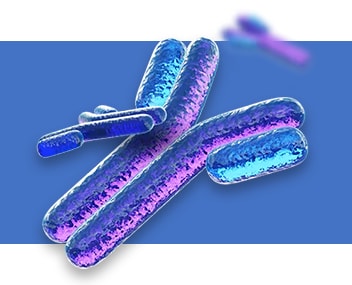 Antikörper Antikörper