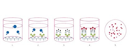 Der ELISPOT-Assay Der ELISPOT-Assay